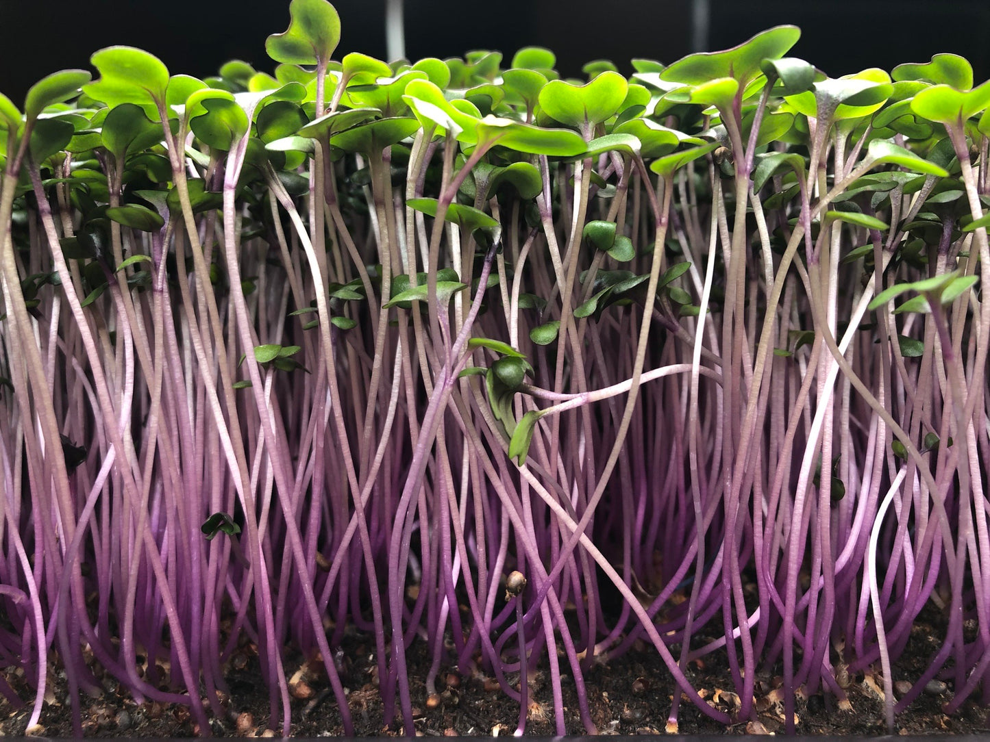 Micro Red Cabbage