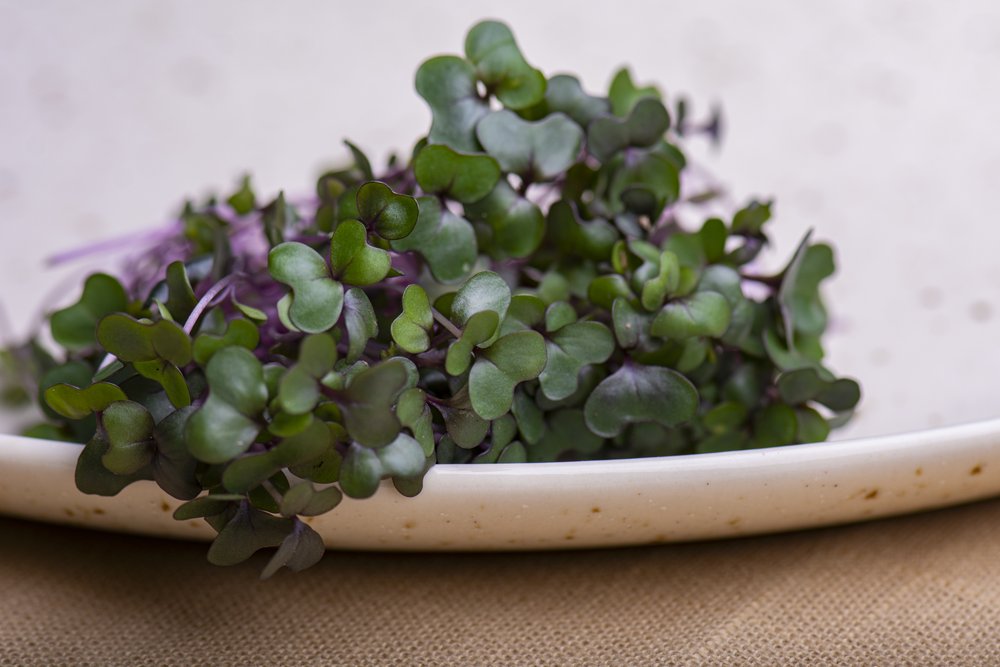 Micro Red Cabbage