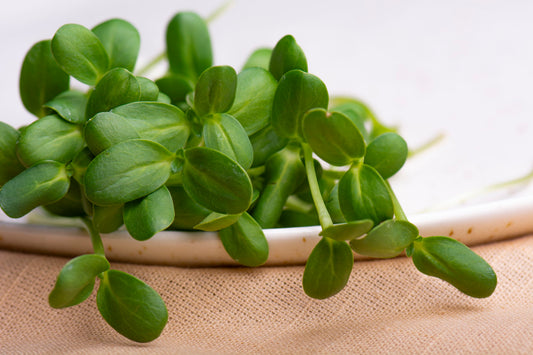 Sunflower Shoots